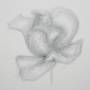 flowerform._bleistift_auf_papier_2008_20_x_15.jpg